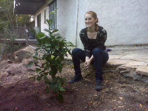 Caketree10 Edited